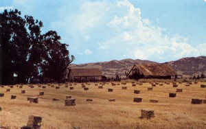 Mendenhall Ranch, Old Barns near the corner of Murietta and Olivina, Livermore, California                                     